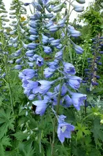 2013_0704Sommer0058 rittersporn.webp