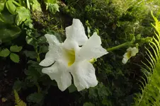 blühender farn.webp