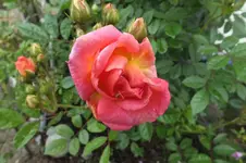 ghislaine de feligonde.webp