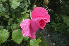unbekannte rose.webp