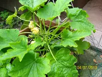 Zucchini 100_1299 (Large).webp
