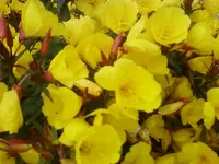 Foto0833.webp