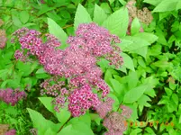 garten juli 02 028.webp