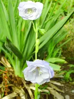 garten juli 03 005.webp