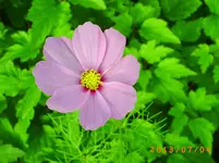 garten juli 03 012.webp