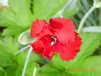 garten juli 03 013.webp
