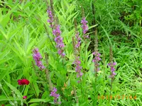 garten juli 02 020.webp