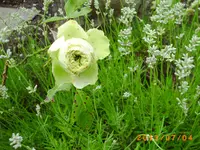 garten juli 02 006.webp