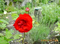 garten juli 02 002.webp
