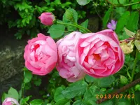 garten juli 01 015.webp