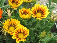 033.webp