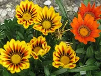 036.webp