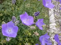 Foto0835.webp