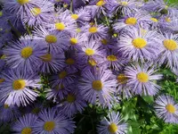 SAM_1309.webp