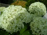 SAM_1312.webp