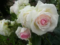 SAM_1315.webp