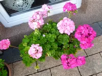 P1070237.webp