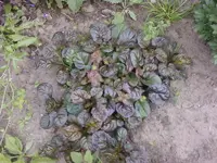 Foto0888.webp