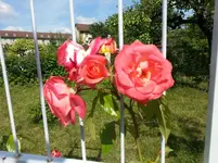 20130701_162126.webp