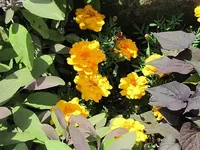 083.webp