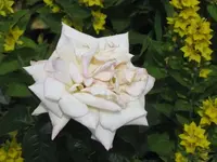 071.webp