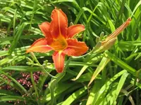 005.webp