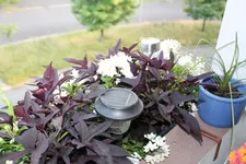 2013_07_04_IMG_2483.webp