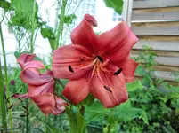 CIMG7167.webp