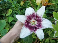 CIMG7155.webp