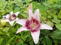 CIMG7179.webp