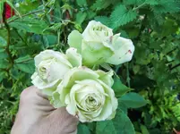 CIMG7158.webp