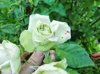 CIMG7159.webp