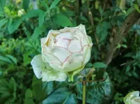 CIMG7147.webp