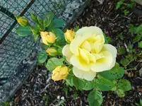 CIMG7173.webp