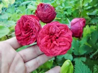 CIMG7160.webp