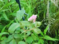 CIMG7185.webp