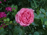 CIMG6305.webp