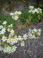 Garten Hartmann 4 001.webp
