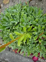 Garten Hartmann 4 003.webp