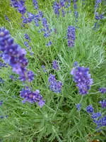 Garten Hartmann 4 005.webp