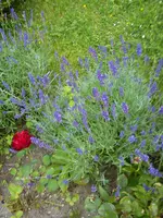 Garten Hartmann 4 007.webp