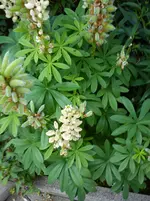 Garten Hartmann 4 009.webp