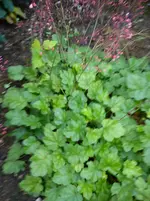 Garten Hartmann 4 011.webp
