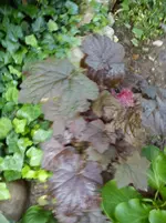 Garten Hartmann 4 013.webp