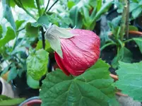 CIMG7144.webp