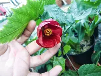 CIMG7143.webp