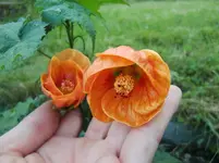 CIMG7141.webp