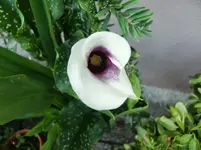 CIMG7138.webp