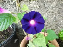 CIMG7187.webp