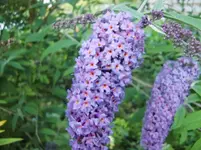CIMG7145.webp